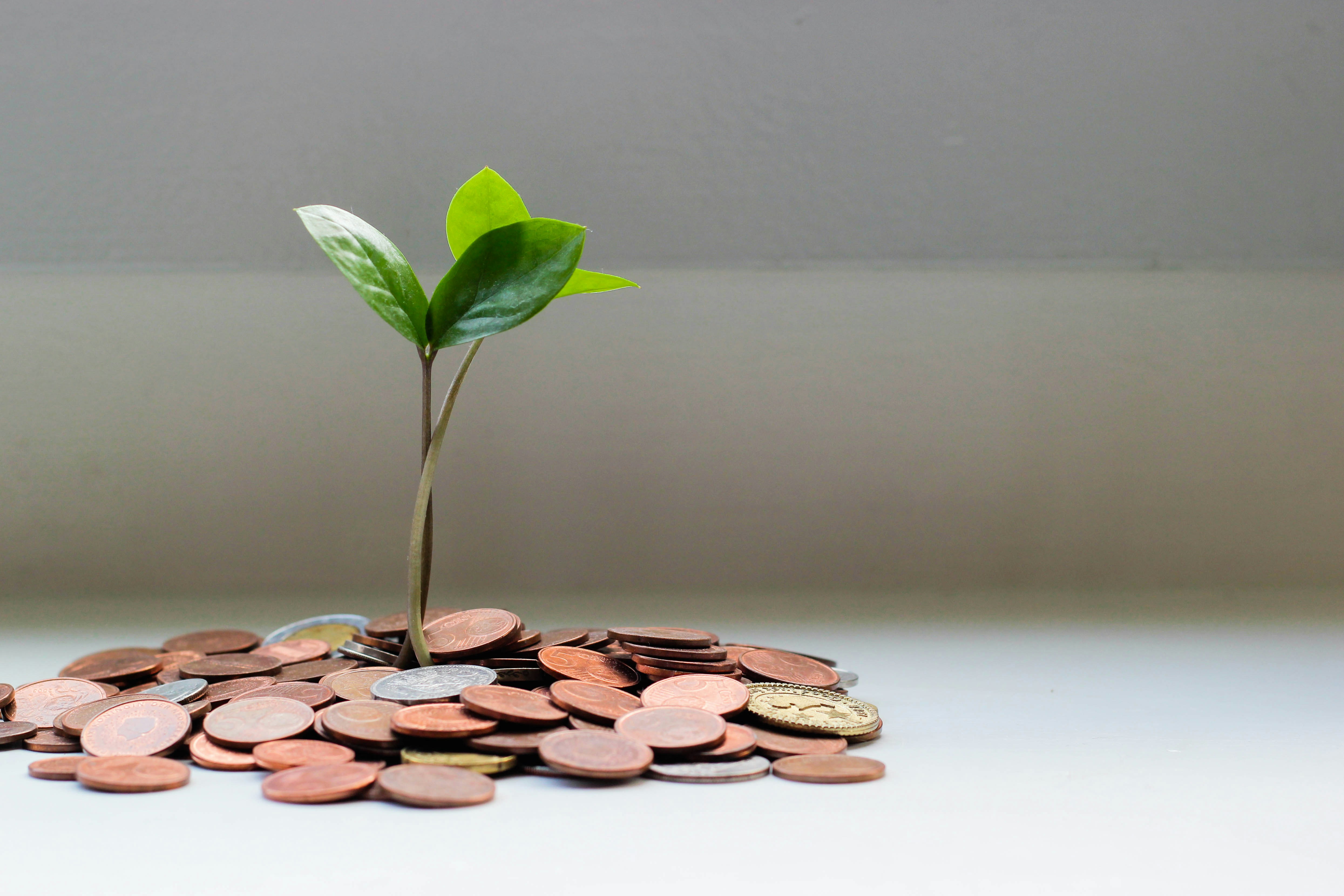 Green Leaf Group | Caribbean Advisory, Capital & Financial Services